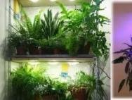 Подсветка комнатных растений в зимнее время