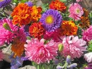 Самые красивые осенние цветы в вашем саду: названия, фото и особенности ухода